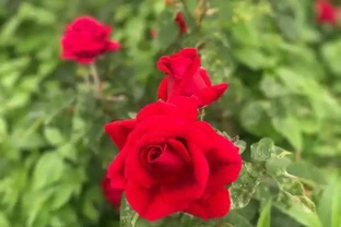 地植的玫瑰花可以盆栽嗎？怎麼養護好？