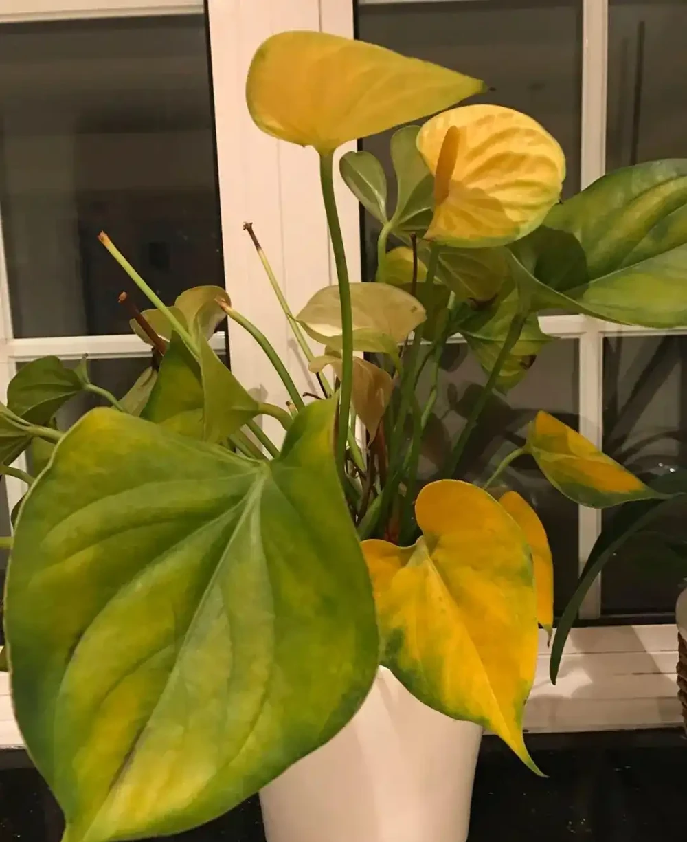 養火鶴花多年,我發現它黃葉的6大原因,都幫你解決啦