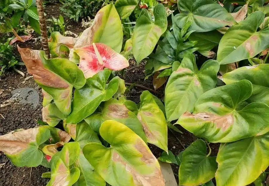 養火鶴花多年,我發現它黃葉的6大原因,都幫你解決啦