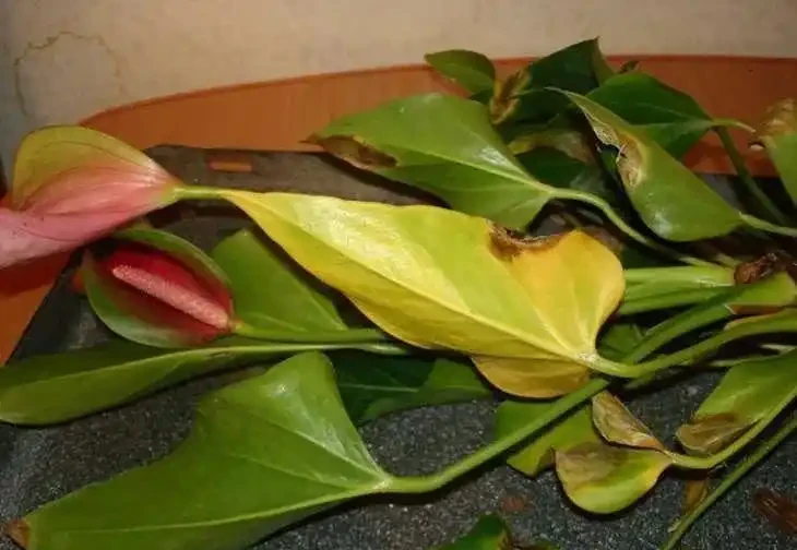 養火鶴花多年,我發現它黃葉的6大原因,都幫你解決啦