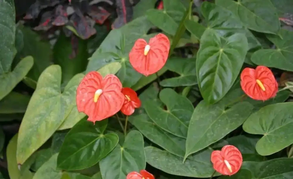 養火鶴花多年,我發現它黃葉的6大原因,都幫你解決啦