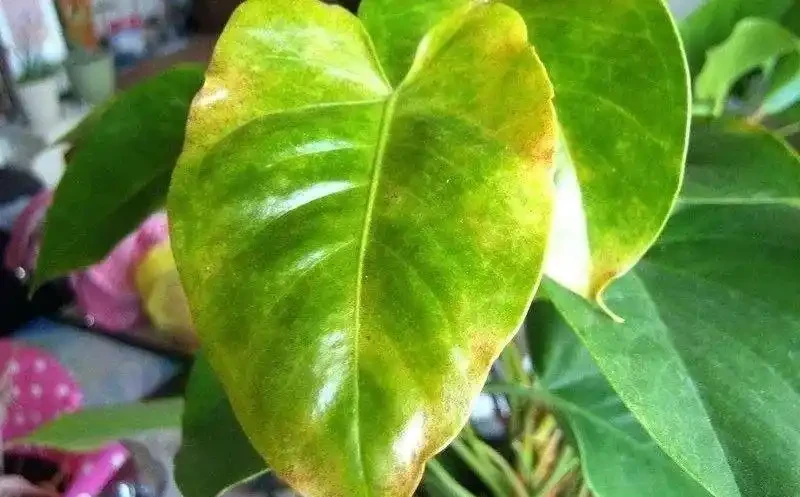 養火鶴花多年,我發現它黃葉的6大原因,都幫你解決啦