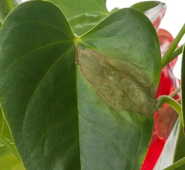 養火鶴花多年,我發現它黃葉的6大原因,都幫你解決啦