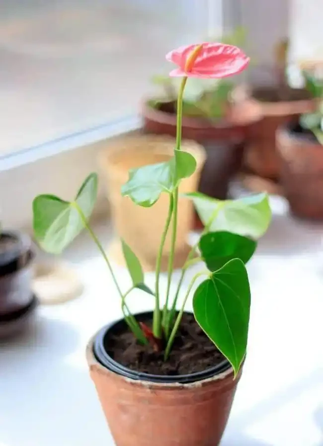養火鶴花多年,我發現它黃葉的6大原因,都幫你解決啦