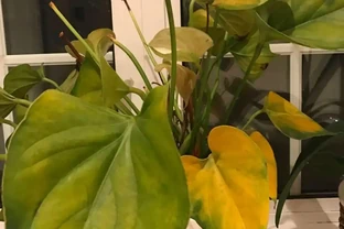 養火鶴花多年，我發現它黃葉的6大原因，都幫你解決啦