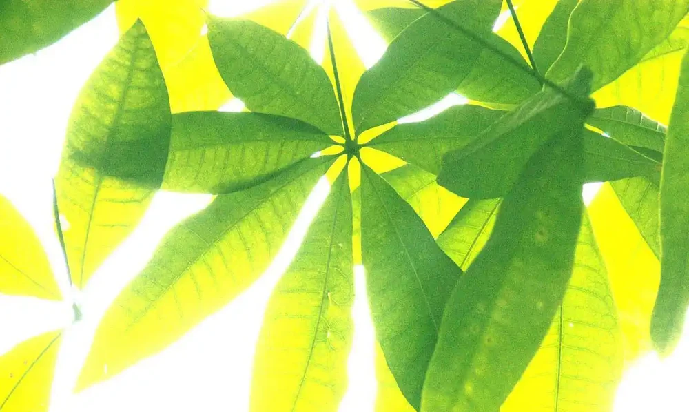 發財樹容易感染葉斑病？分析原因，針對性解決，葉片才能翠綠光澤