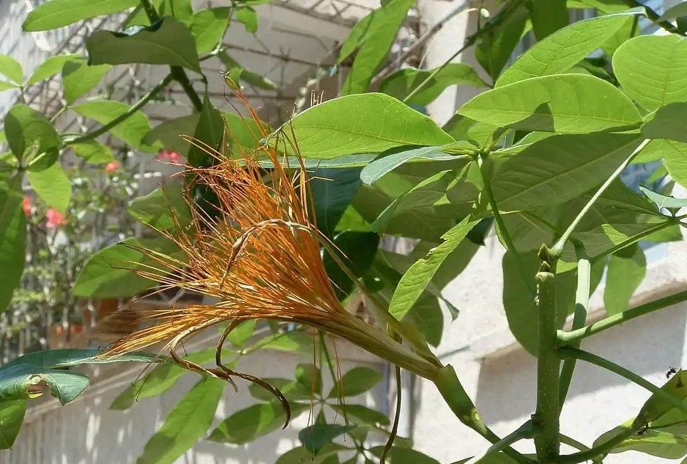 發財樹容易感染葉斑病？分析原因，針對性解決，葉片才能翠綠光澤