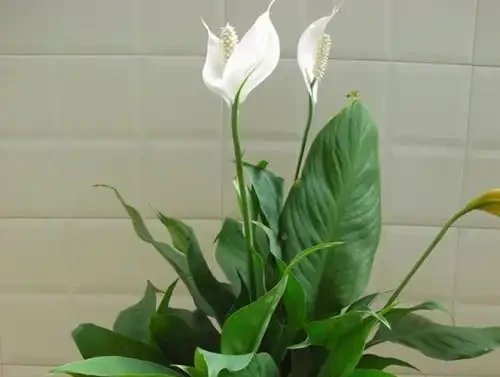 白鶴芋怎麼養才茂盛，要用什麼肥料？