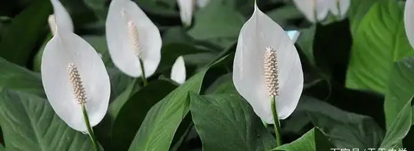 白鶴芋怎麼養才茂盛，要用什麼肥料？
