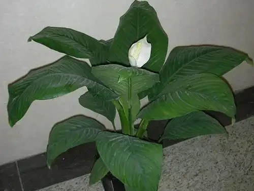 白鶴芋怎麼養才茂盛，要用什麼肥料？