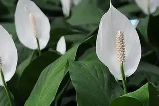 白鶴芋怎麼養才茂盛，要用什麼肥料？