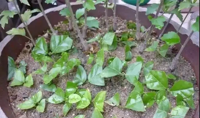 插枝茉莉有技巧,只需做好這3步,根系蹭蹭長開花香噴噴