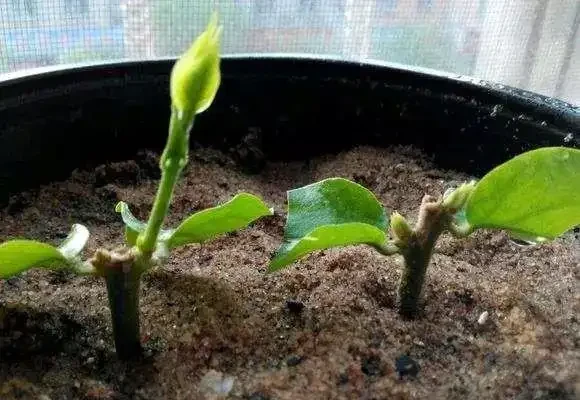 插枝茉莉有技巧,只需做好這3步,根系蹭蹭長開花香噴噴