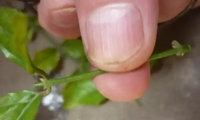 插枝茉莉有技巧,只需做好這3步,根系蹭蹭長開花香噴噴