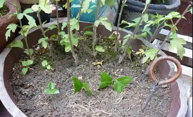 插枝茉莉有技巧,只需做好這3步,根系蹭蹭長開花香噴噴