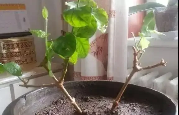 插枝茉莉有技巧,只需做好這3步,根系蹭蹭長開花香噴噴