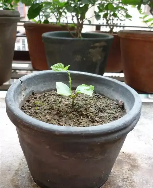 插枝茉莉有技巧,只需做好這3步,根系蹭蹭長開花香噴噴