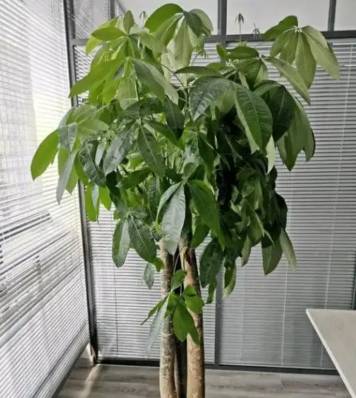養發財樹總黃葉？從「3方面」找原因，葉片四季綠，再也不黃葉