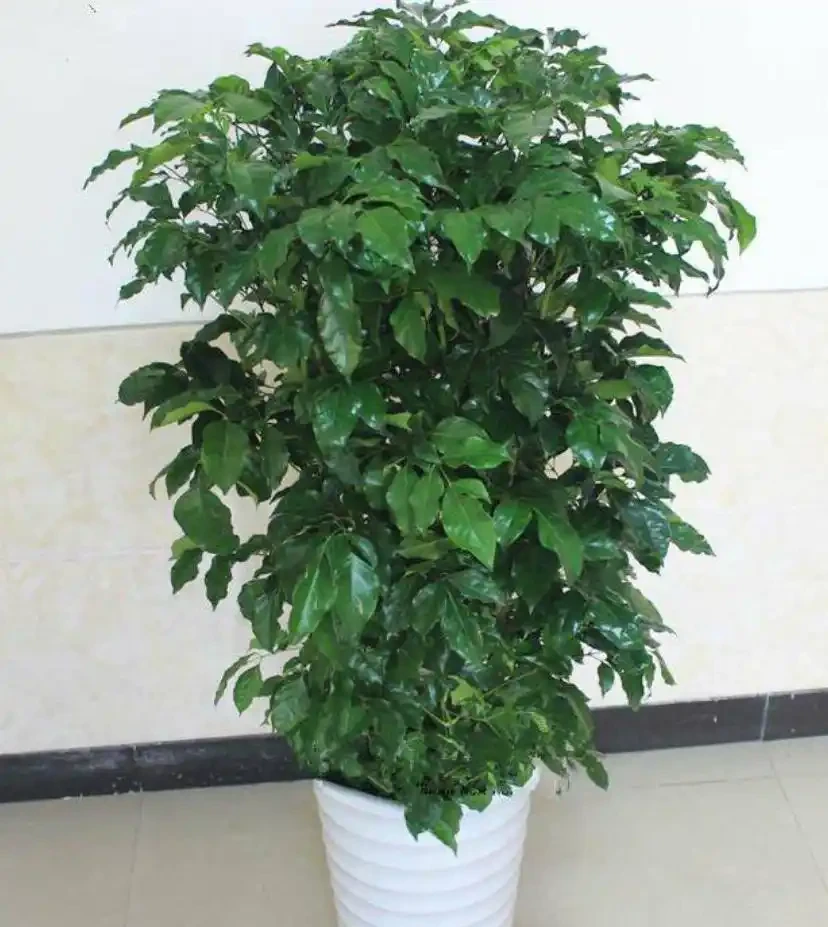 幸福樹總是養不長久,焦葉幹葉尖,養殖多注意這兩點,枝繁葉茂
