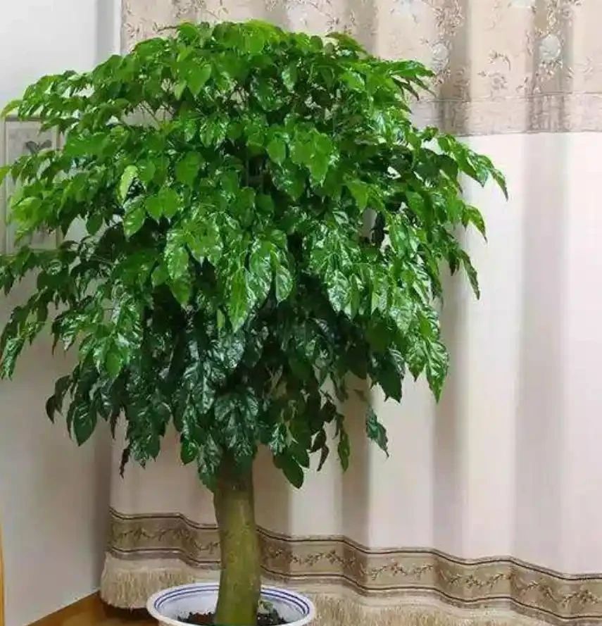 幸福樹總是養不長久,焦葉幹葉尖,養殖多注意這兩點,枝繁葉茂