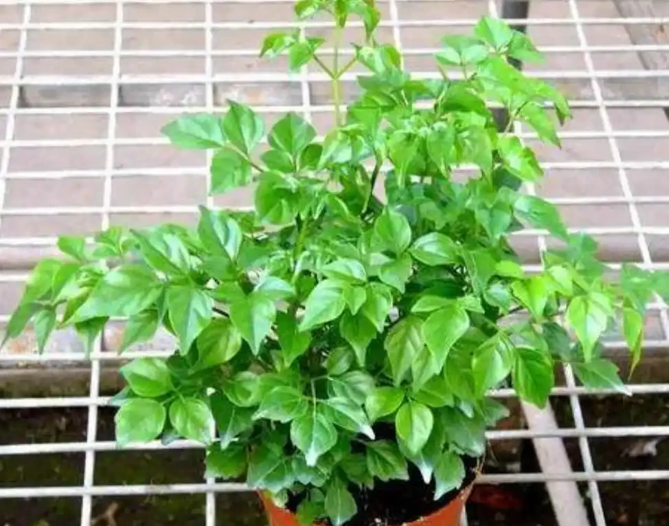 幸福樹總是養不長久,焦葉幹葉尖,養殖多注意這兩點,枝繁葉茂