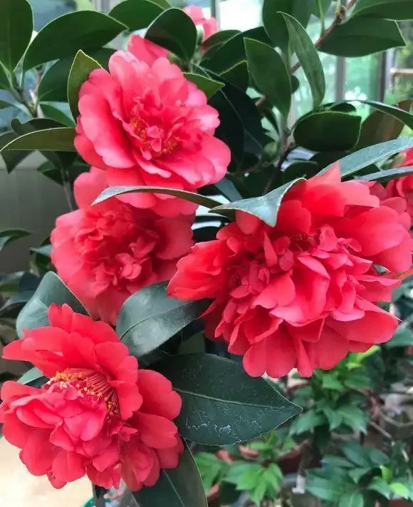 茶花養不活,黃葉掉葉,3種「助長劑」,茶花再也不怕掉葉子