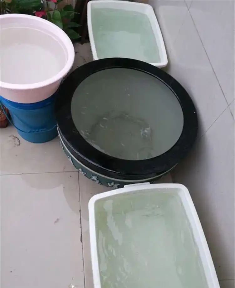 茶花養不活,黃葉掉葉,3種「助長劑」,茶花再也不怕掉葉子
