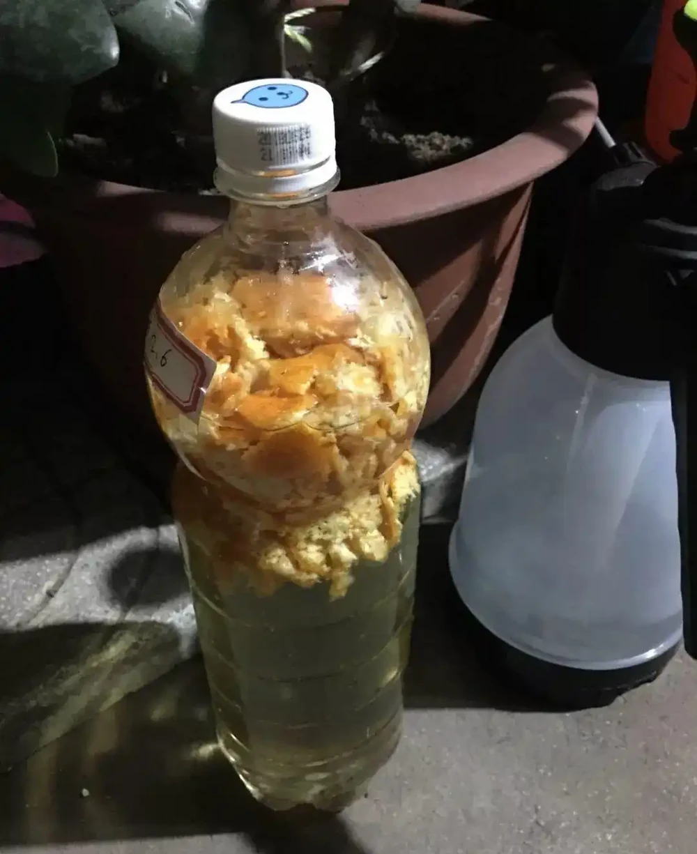 茶花養不活,黃葉掉葉,3種「助長劑」,茶花再也不怕掉葉子