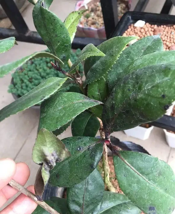 茶花養不活,黃葉掉葉,3種「助長劑」,茶花再也不怕掉葉子