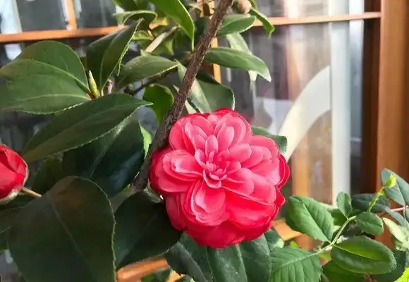 茶花養不活,黃葉掉葉,3種「助長劑」,茶花再也不怕掉葉子