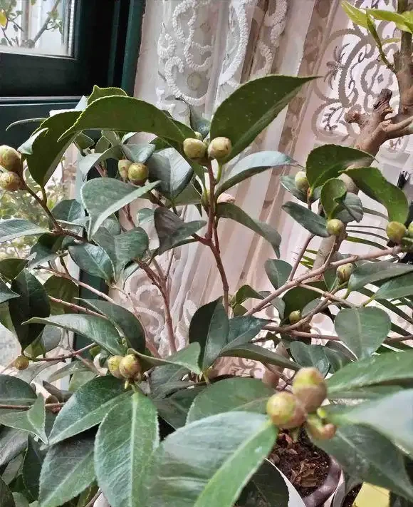 茶花養不活,黃葉掉葉,3種「助長劑」,茶花再也不怕掉葉子