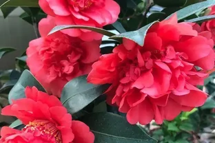 茶花養不活，黃葉掉葉，3種「助長劑」，茶花再也不怕掉葉子