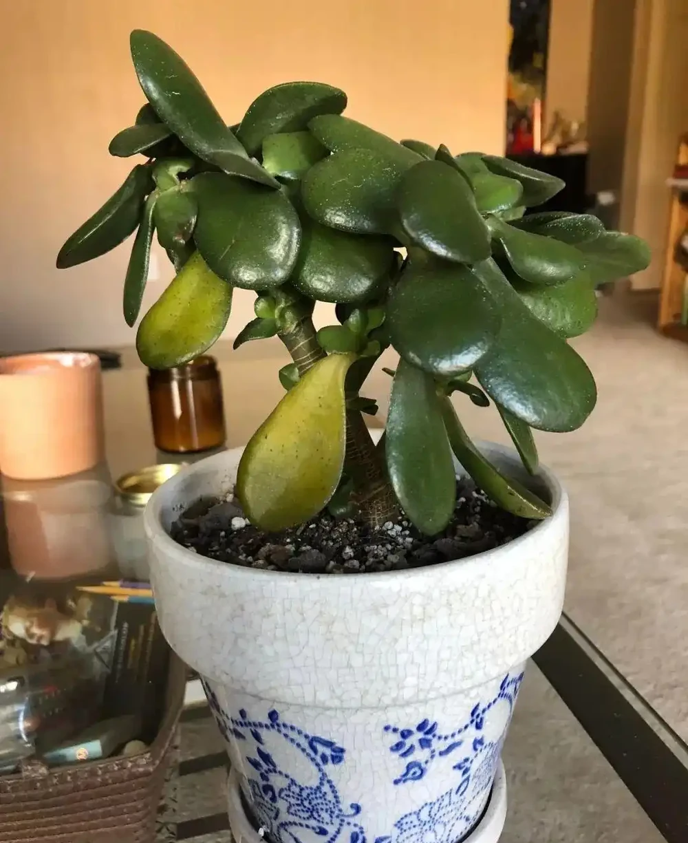 玉樹盆栽養得好好的，為啥葉子長白色斑點，有什麼辦法解決？