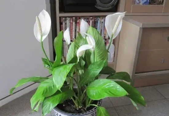 白鶴芋的養護日常,養好了,清潔空氣還有好寓意