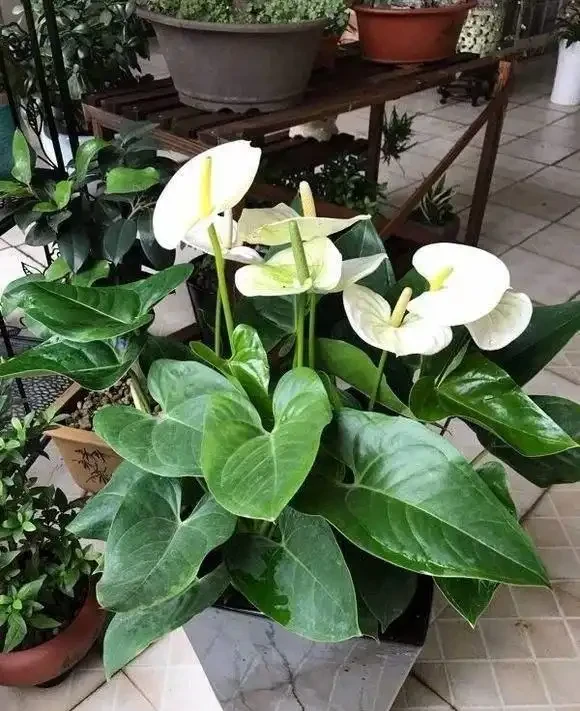 白鶴芋的養護日常,養好了,清潔空氣還有好寓意