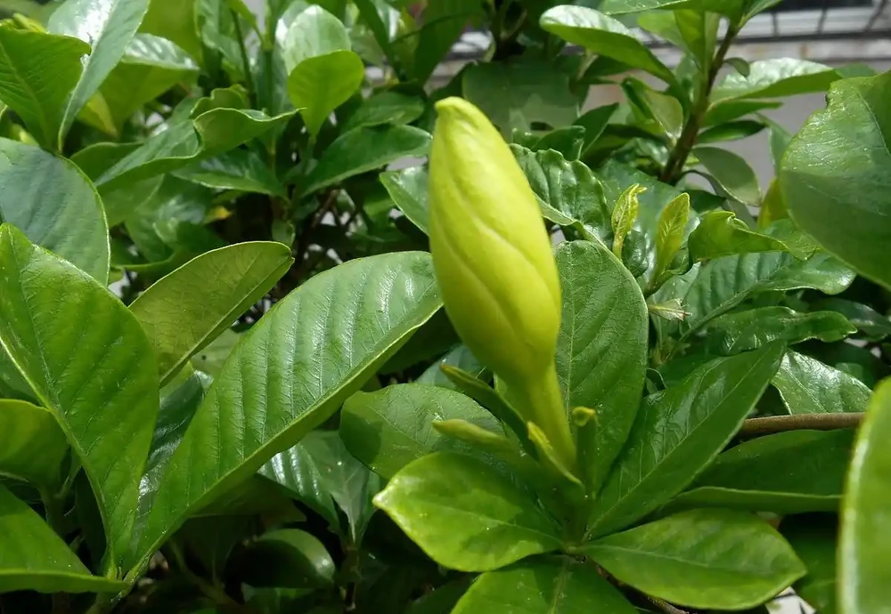 想要梔子多開花,常澆3種水,葉子綠油油,開花多又香