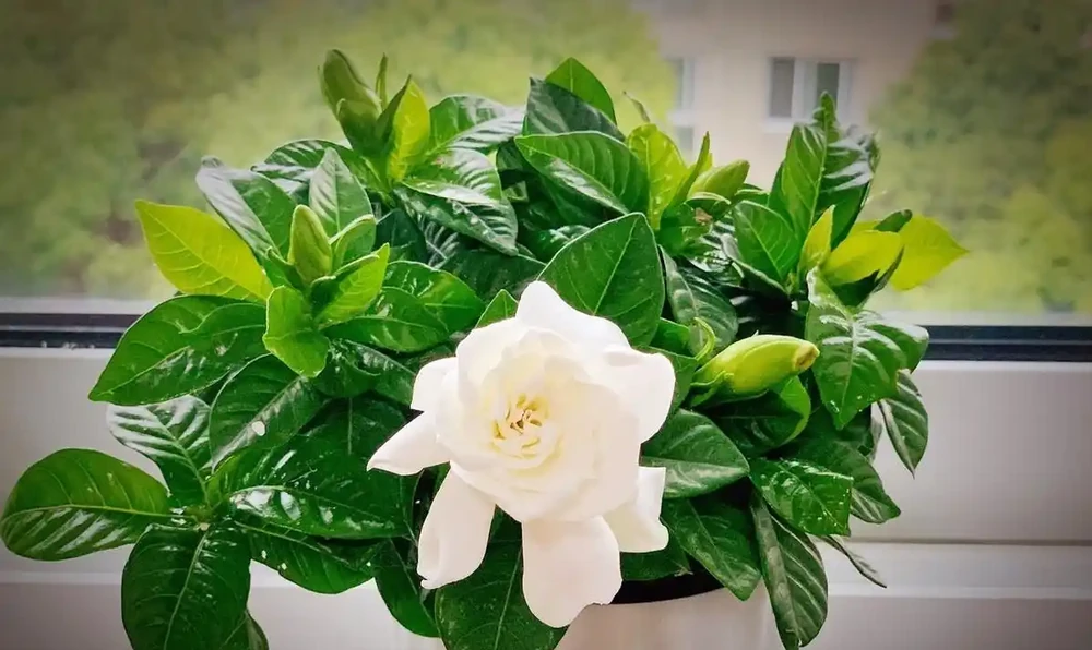 想要梔子多開花,常澆3種水,葉子綠油油,開花多又香