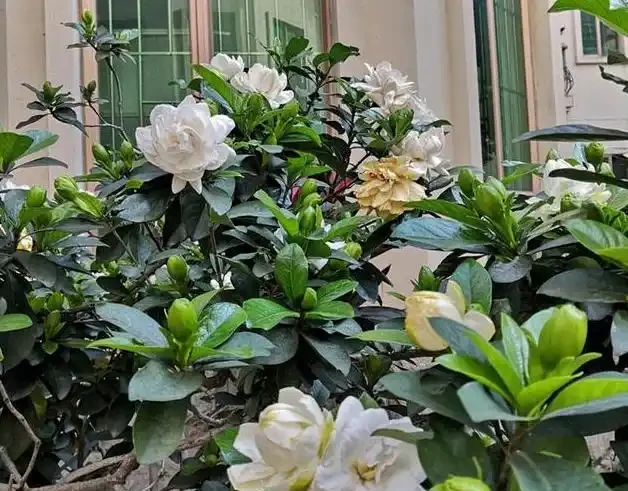 想要梔子多開花,常澆3種水,葉子綠油油,開花多又香