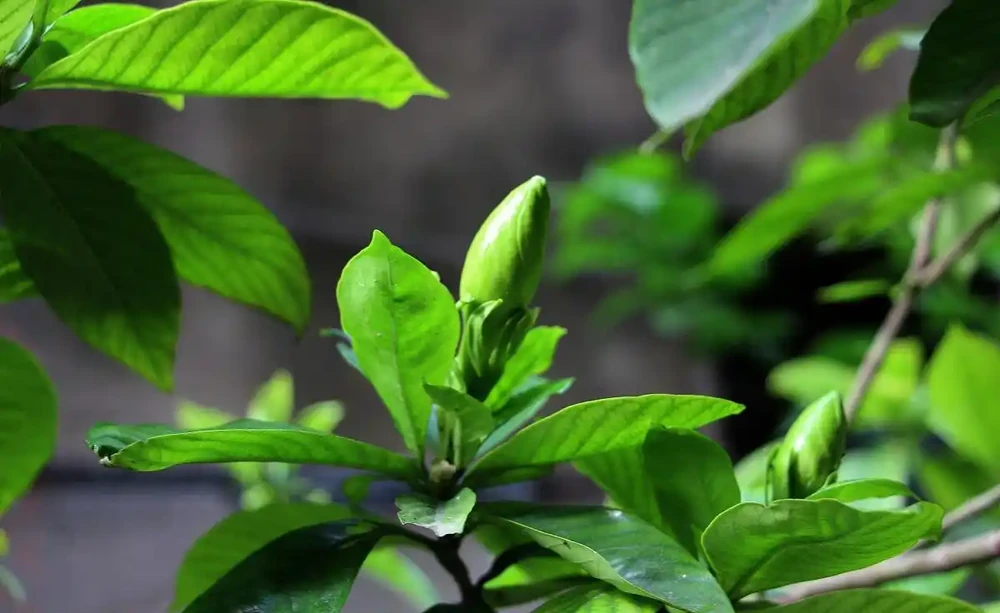 想要梔子多開花,常澆3種水,葉子綠油油,開花多又香