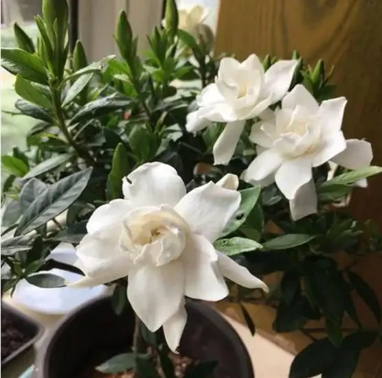 想要梔子多開花,常澆3種水,葉子綠油油,開花多又香