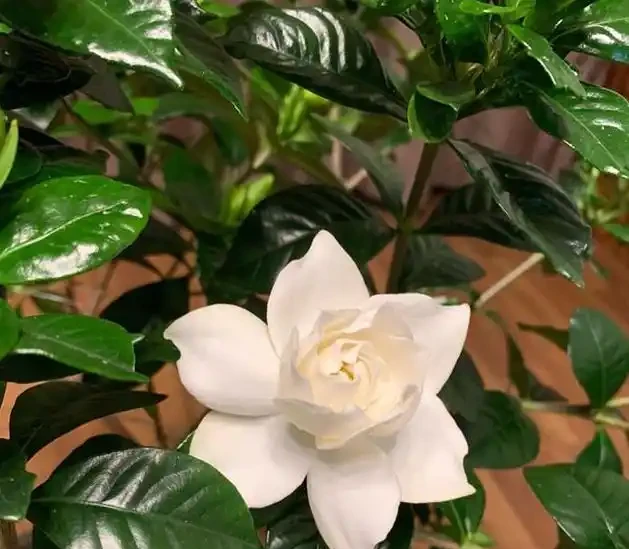 想要梔子多開花,常澆3種水,葉子綠油油,開花多又香