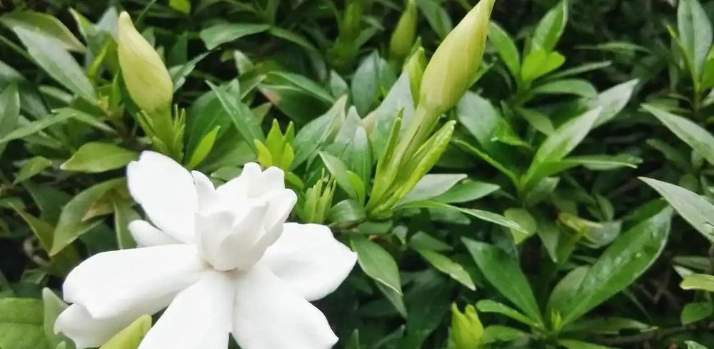 想要梔子多開花,常澆3種水,葉子綠油油,開花多又香