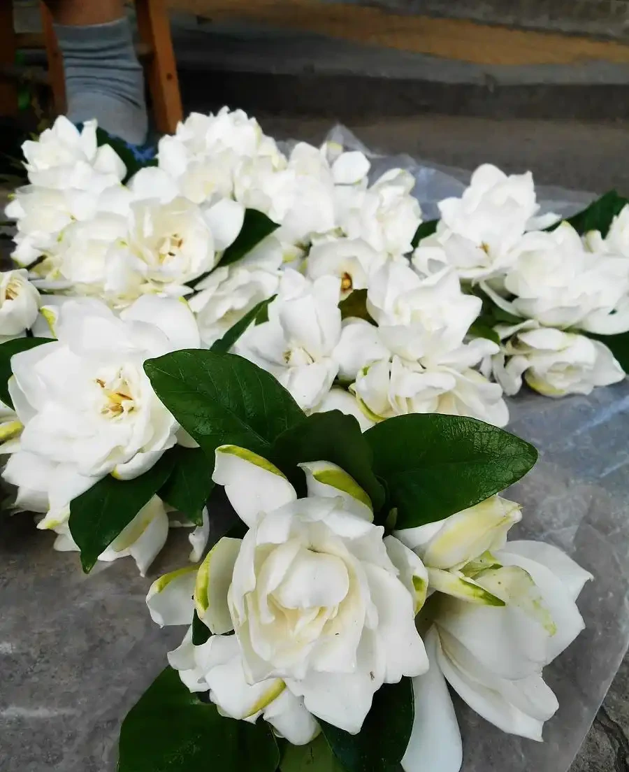 想要梔子多開花,常澆3種水,葉子綠油油,開花多又香