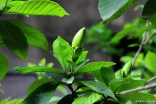 想要梔子多開花，常澆3種水，葉子綠油油，開花多又香