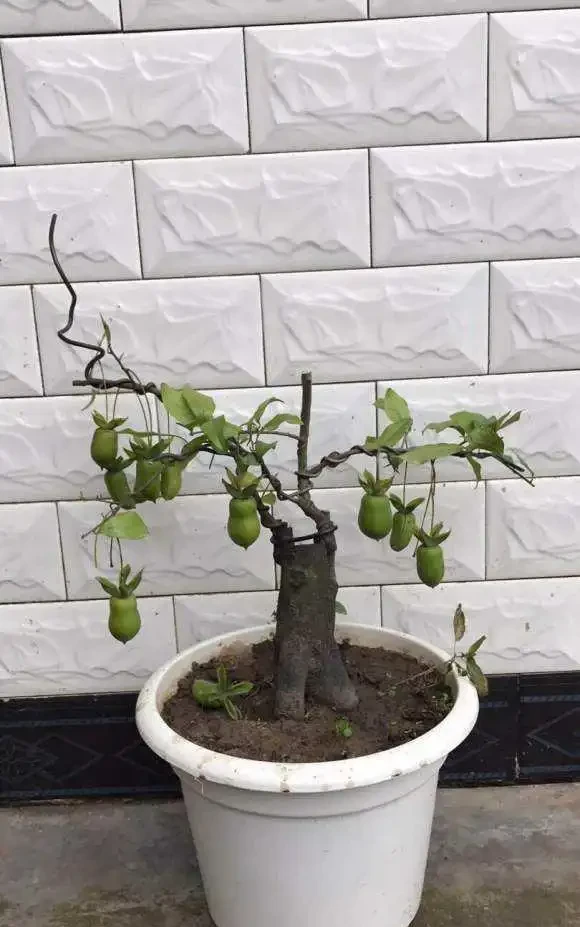 金彈子換盆後,葉子乾枯,教你6步挽救