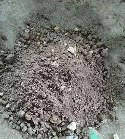 金彈子換盆後,葉子乾枯,教你6步挽救