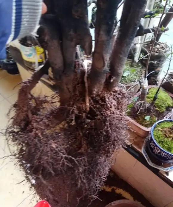金彈子換盆後,葉子乾枯,教你6步挽救