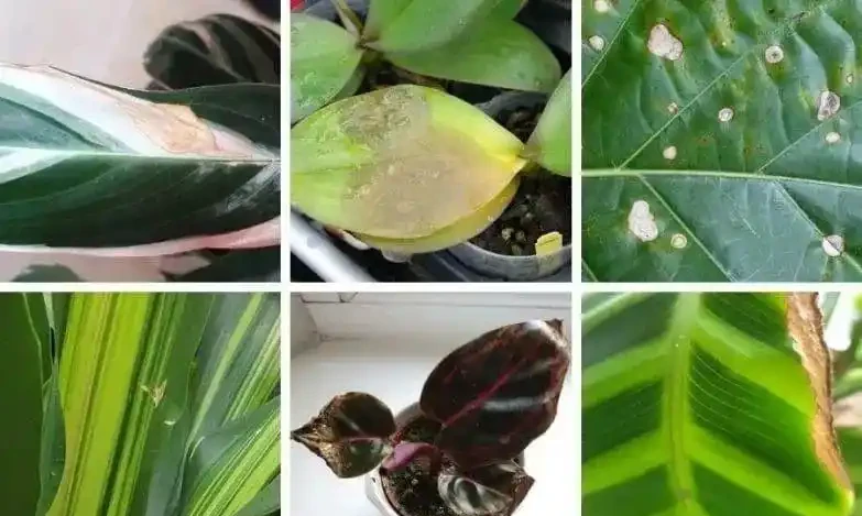 室內植物長褐色斑點,教你找出原因,及時防治,避免下次再發生