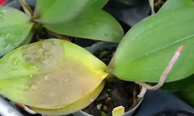 室內植物長褐色斑點,教你找出原因,及時防治,避免下次再發生