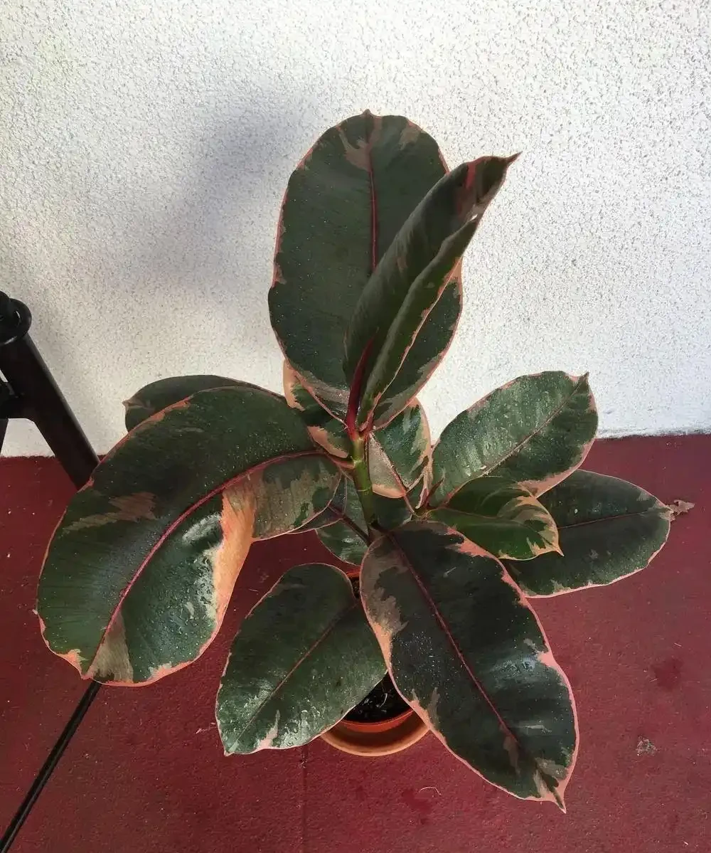室內植物長褐色斑點,教你找出原因,及時防治,避免下次再發生